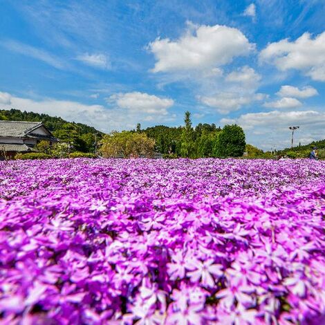 花のじゅうたん