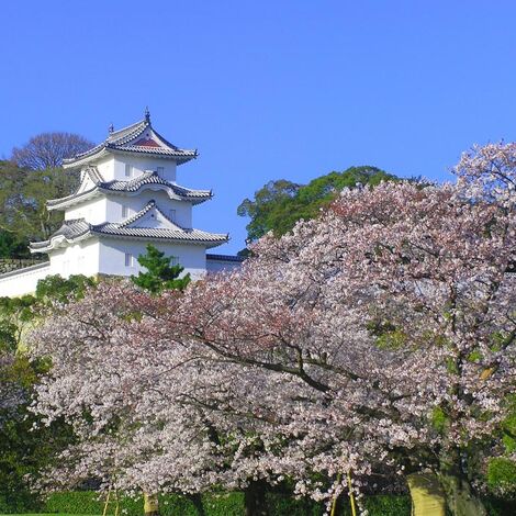 明石公園桜