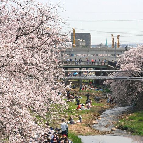 芦屋川桜